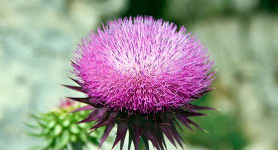 The Mighty Milk Thistle
